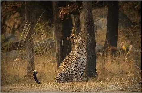 Leopard in Pench National Park